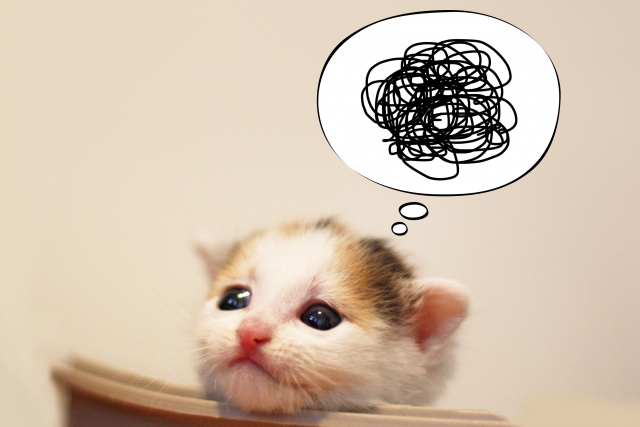 困った顔の猫